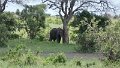 Elefant am Baum